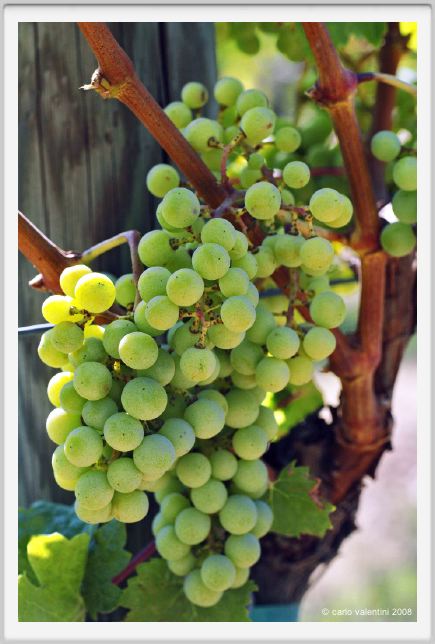 tenuta_di_arceno481
