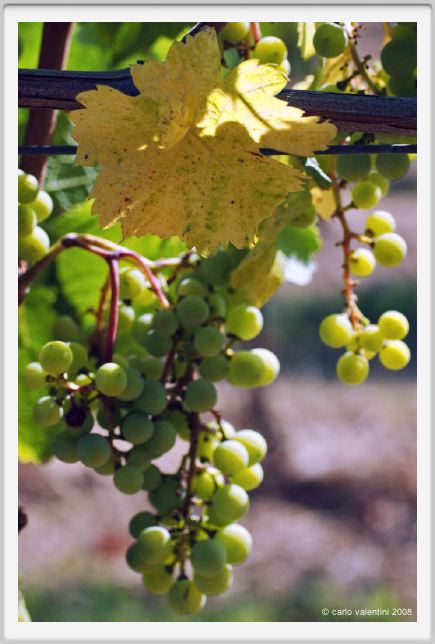 tenuta_di_arceno482