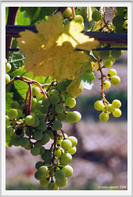 tenuta_di_arceno483