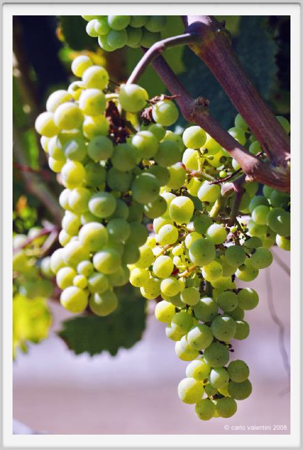 tenuta_di_arceno484