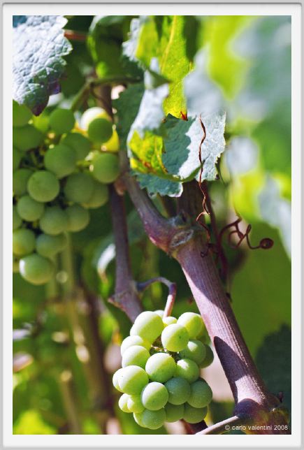 tenuta_di_arceno485