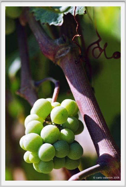 tenuta_di_arceno486