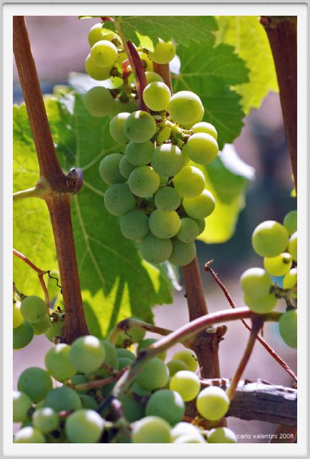 tenuta_di_arceno489