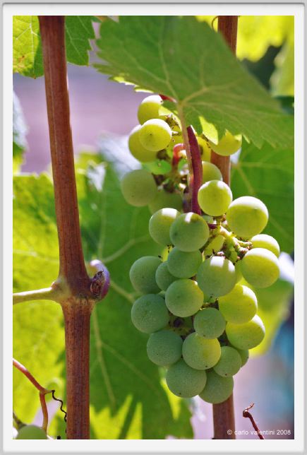 tenuta_di_arceno490