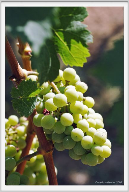 tenuta_di_arceno491