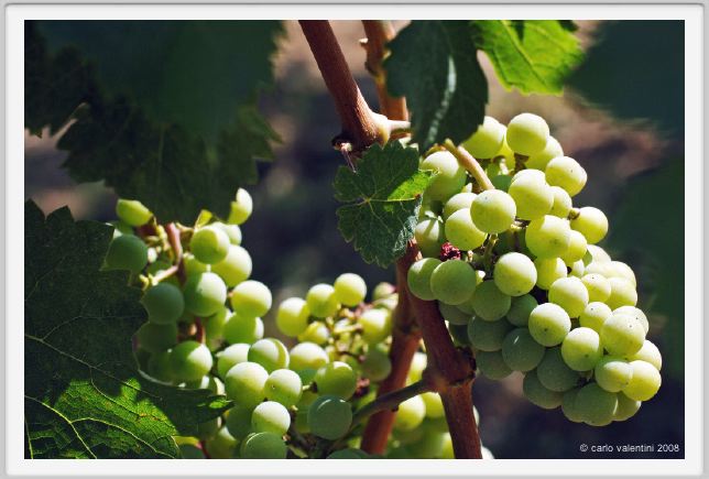 tenuta_di_arceno492