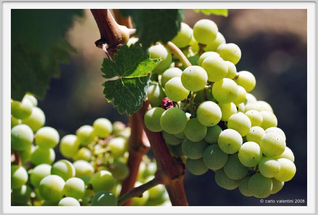 tenuta_di_arceno493