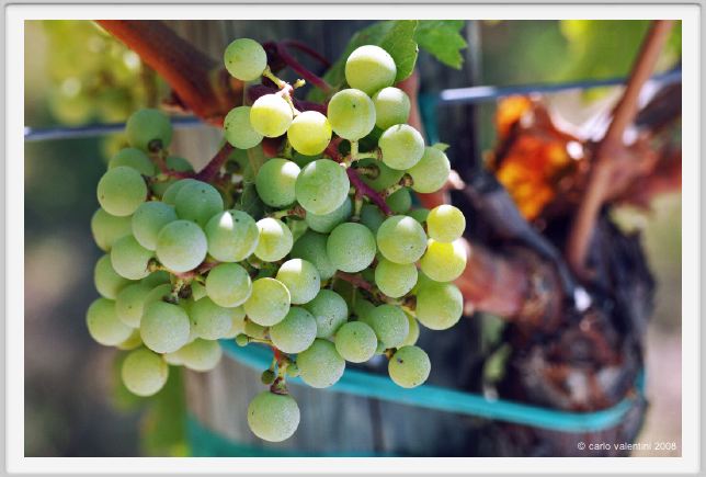 tenuta_di_arceno494