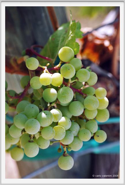 tenuta_di_arceno495
