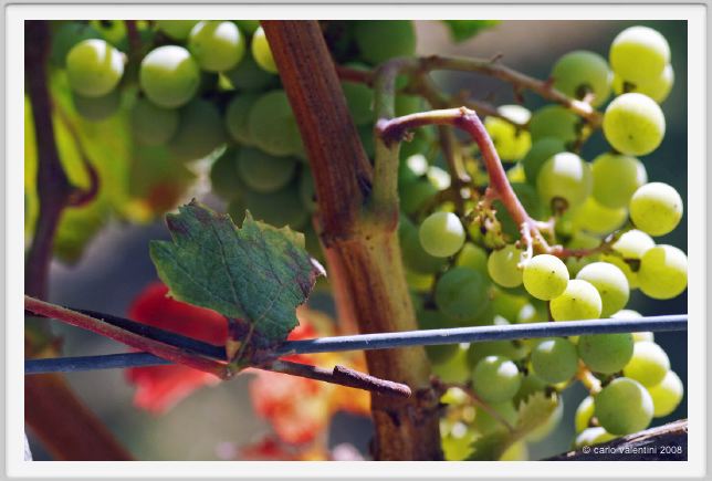 tenuta_di_arceno496