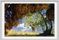 tenuta_di_arceno455