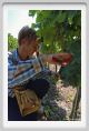 tenuta_di_arceno370