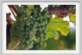 tenuta_di_arceno497