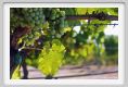 tenuta_di_arceno499