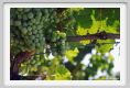 tenuta_di_arceno500
