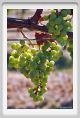 tenuta_di_arceno501