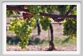 tenuta_di_arceno502