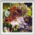 tenuta_di_arceno503