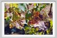 tenuta_di_arceno504