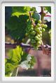 tenuta_di_arceno505