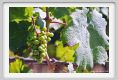 tenuta_di_arceno506