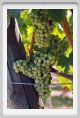 tenuta_di_arceno508