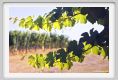 tenuta_di_arceno509
