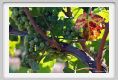 tenuta_di_arceno510