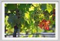 tenuta_di_arceno511