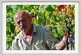 tenuta_di_arceno514