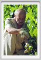 tenuta_di_arceno521