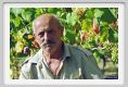 tenuta_di_arceno522