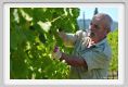 tenuta_di_arceno527