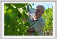 tenuta_di_arceno528