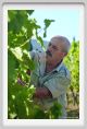 tenuta_di_arceno529