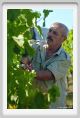 tenuta_di_arceno530