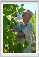 tenuta_di_arceno531