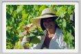 tenuta_di_arceno534
