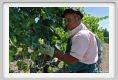 tenuta_di_arceno390