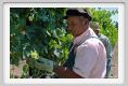 tenuta_di_arceno393