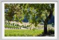 tenuta_di_arceno456