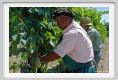 tenuta_di_arceno395