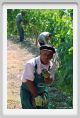 tenuta_di_arceno399