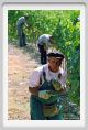 tenuta_di_arceno402