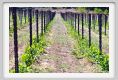 tenuta_di_arceno355