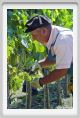tenuta_di_arceno418