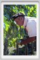 tenuta_di_arceno419