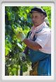 tenuta_di_arceno424