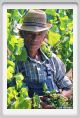 tenuta_di_arceno434