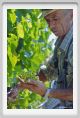 tenuta_di_arceno435